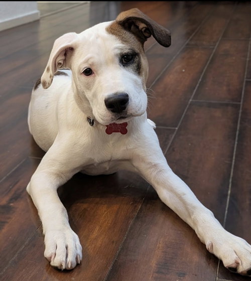 PIPER PUPPY - Terrier available for adoption