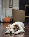 Piper Puppy - Photo 2