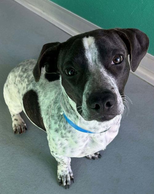 picture of the dog needing adoption