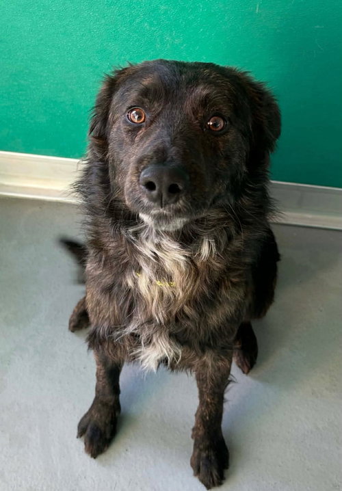 picture of the dog needing adoption