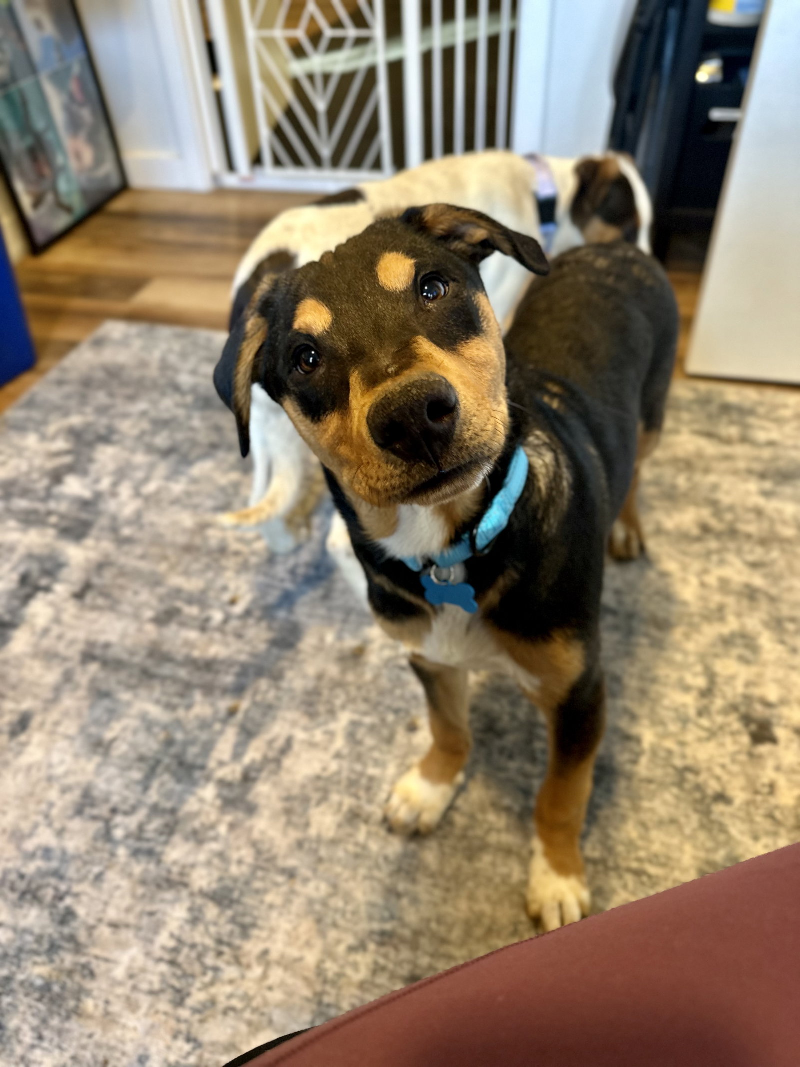 Waylon Image