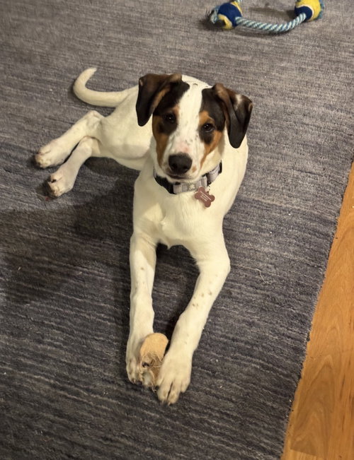picture of the dog needing adoption