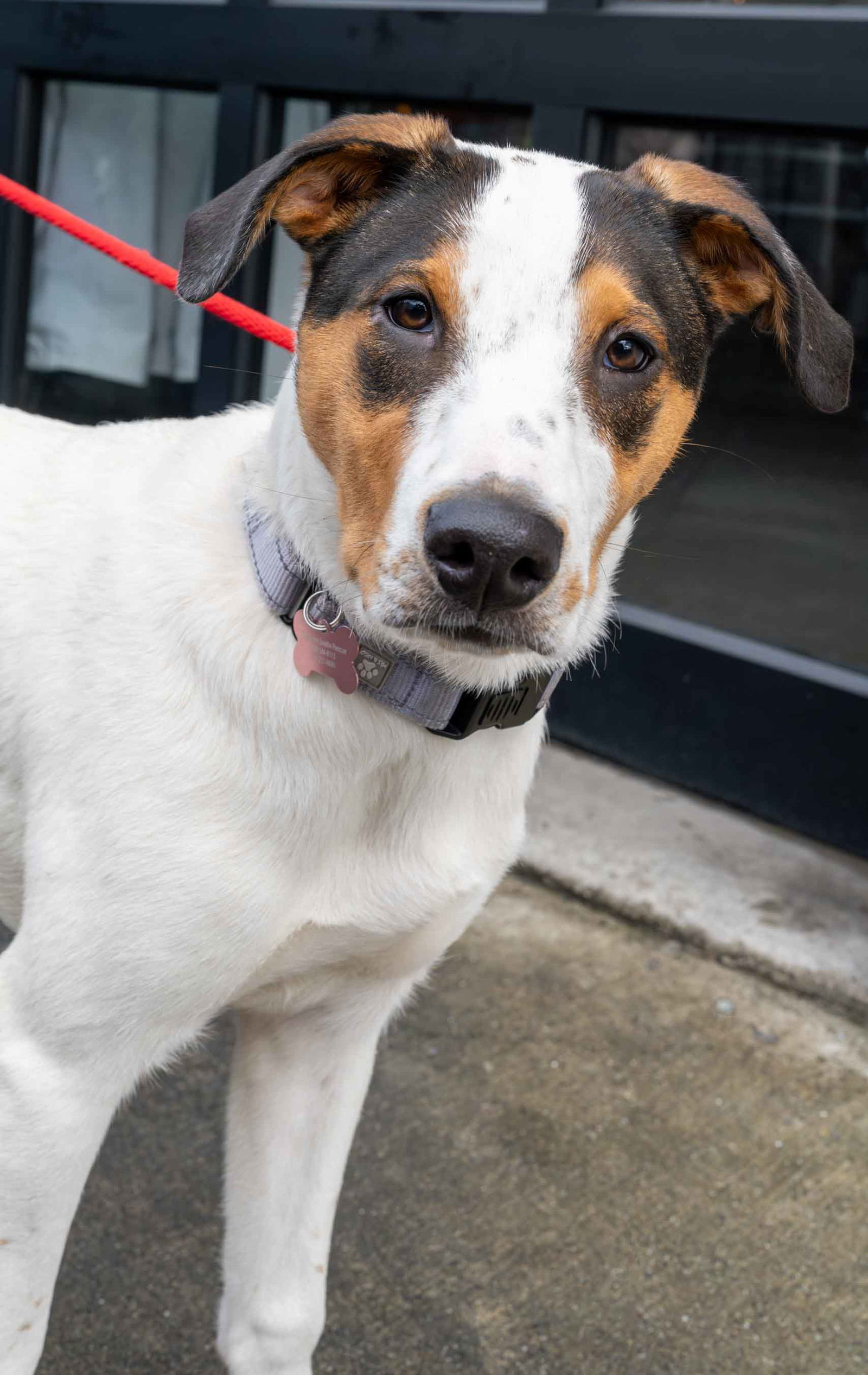 Winnie - Adoption Pending Image