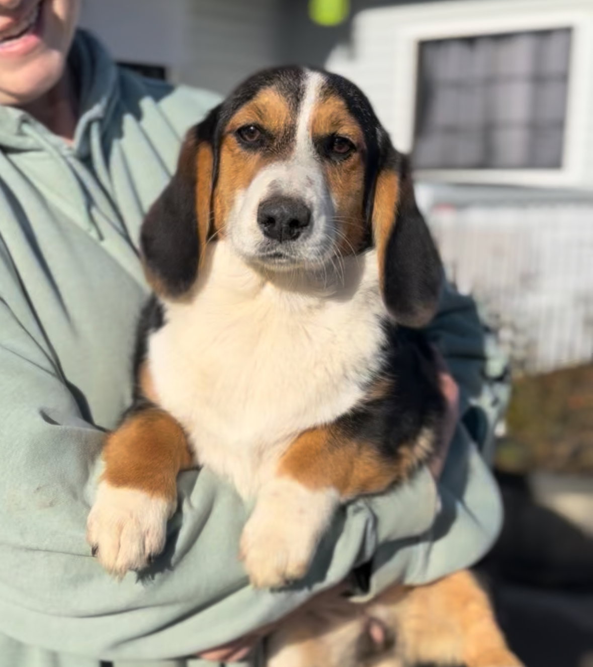 Dora - Adoption Pending Image
