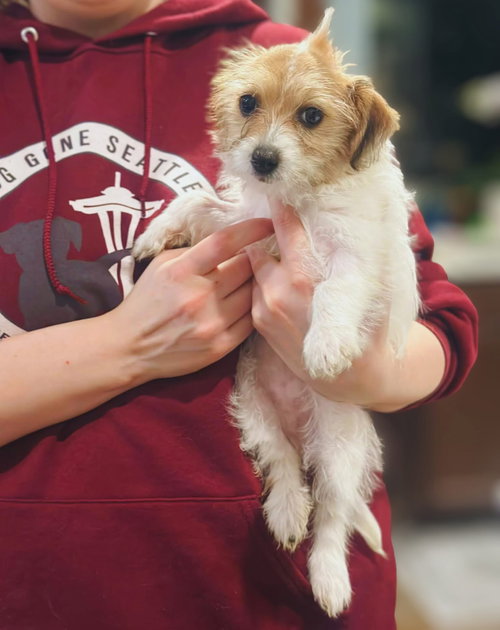 picture of the dog needing adoption