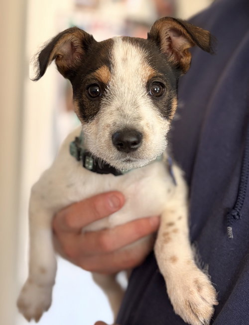 picture of the dog needing adoption