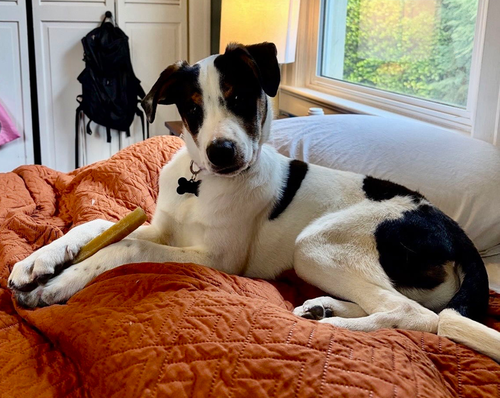picture of the dog needing adoption