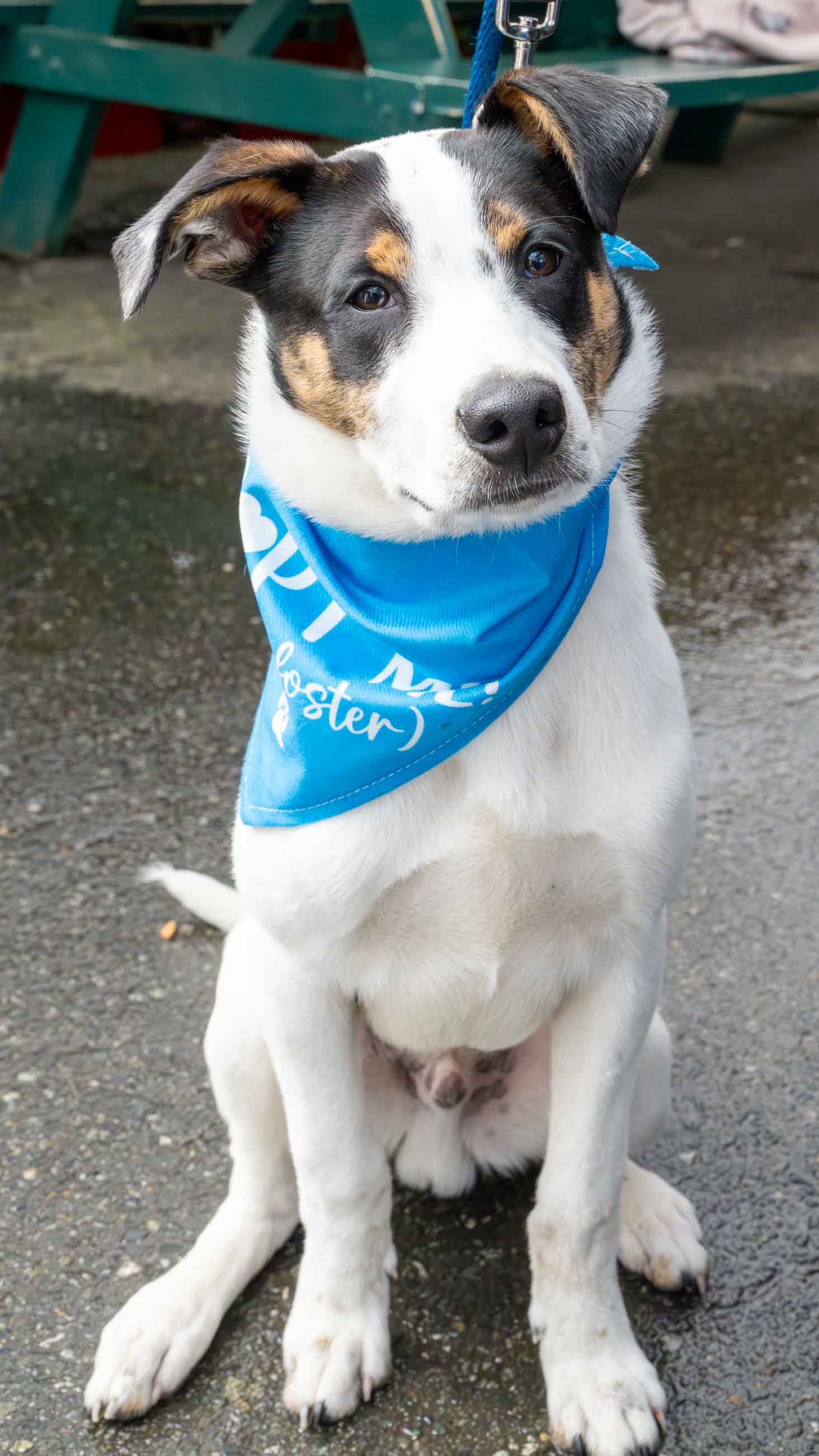 Winston - Adoption Pending Image