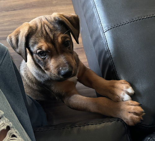 picture of the dog needing adoption