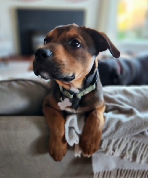 Bear, an adoptable Boxer in Seattle, WA