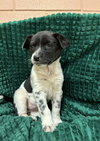Phoebe - Photo 4