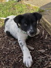 Phoebe - Photo 3