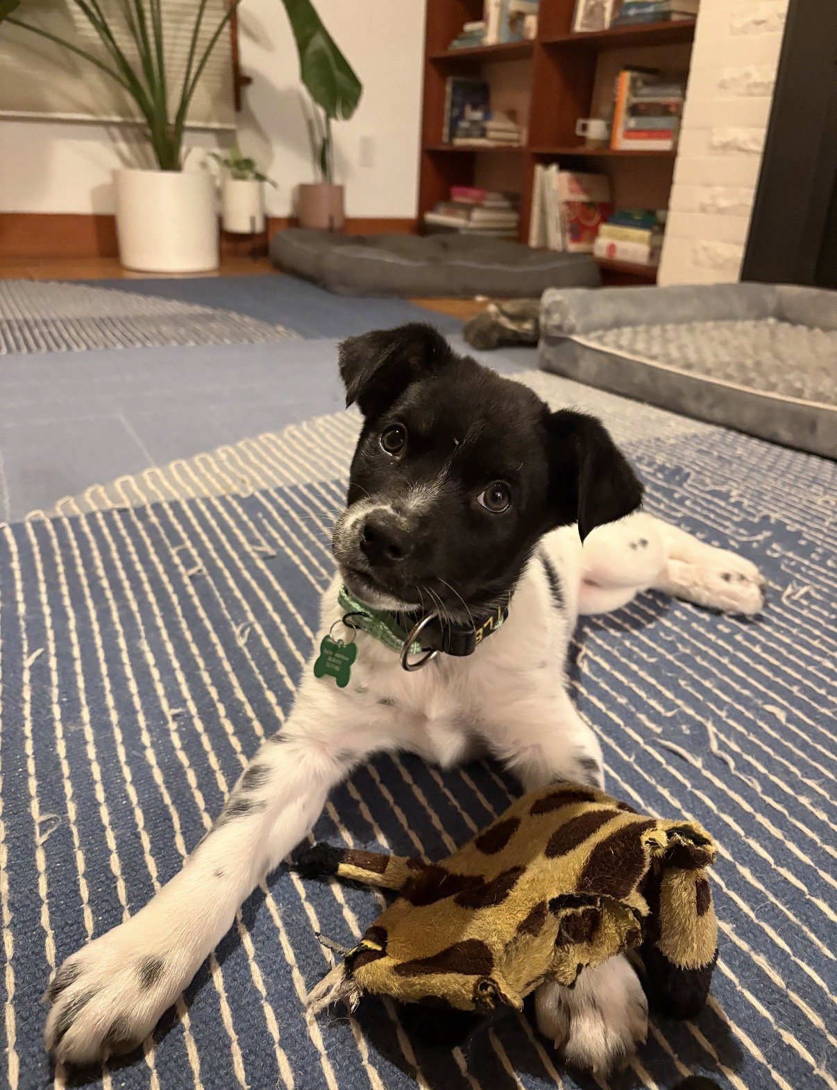 Phoebe Image
