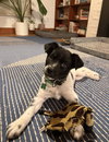 Phoebe - Photo 1