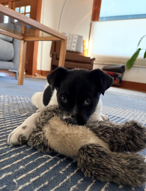 PHOEBE - Cattle Dog / Australian Shepherd available for adoption