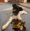 Phoebe - Adoption Pending - Photo 2