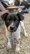 Phoebe - Adoption Pending - Photo 7