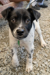Phoebe - Adoption Pending - Photo 1