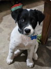 Joey - Photo 1