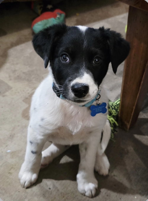JOEY - Cattle Dog / Australian Shepherd available for adoption