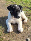 Joey - Photo 2