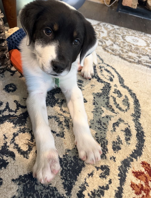 CHANDLER - Cattle Dog / Australian Shepherd available for adoption
