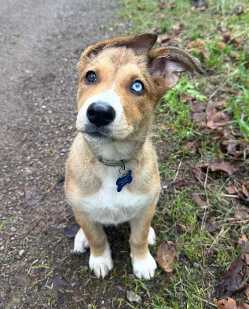 Aphrodite, an adoptable German Shepherd Dog in Seattle, WA