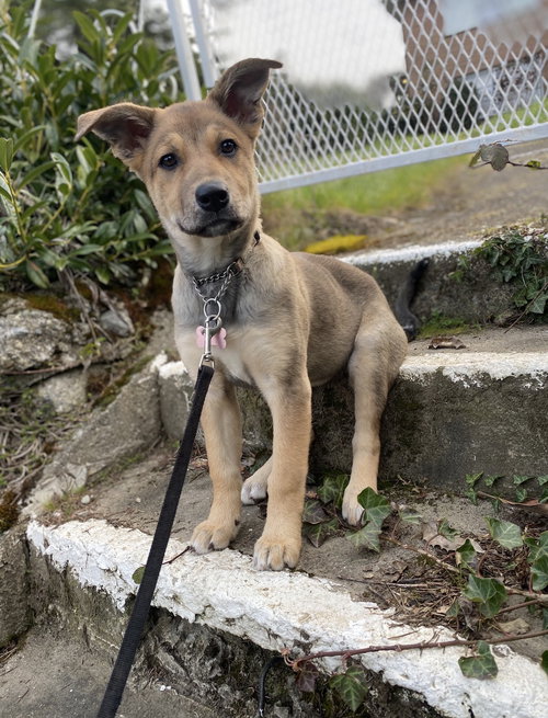 Venus, an adoptable German Shepherd Dog in Seattle, WA