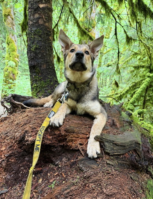 Venus, an adoptable German Shepherd Dog in Seattle, WA