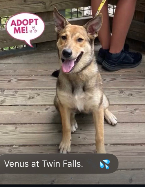 Venus