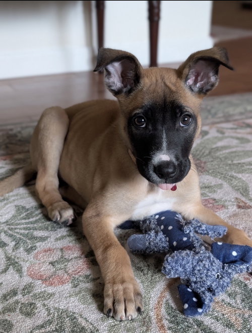 picture of the dog needing adoption
