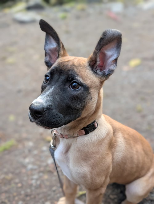 Oshun, an adoptable German Shepherd Dog in Seattle, WA