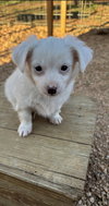 Tigger - Photo 3