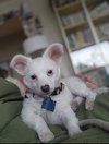 Tigger - Photo 2
