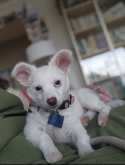 TIGGER - Spaniel available for adoption