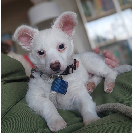 TIGGER - Chihuahua / Spaniel available for adoption