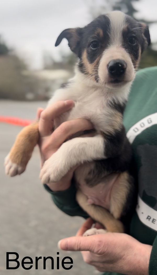 Bernie