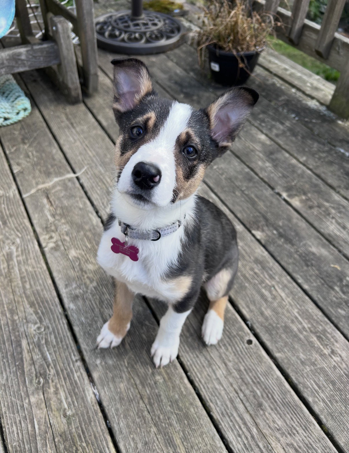 Bernie