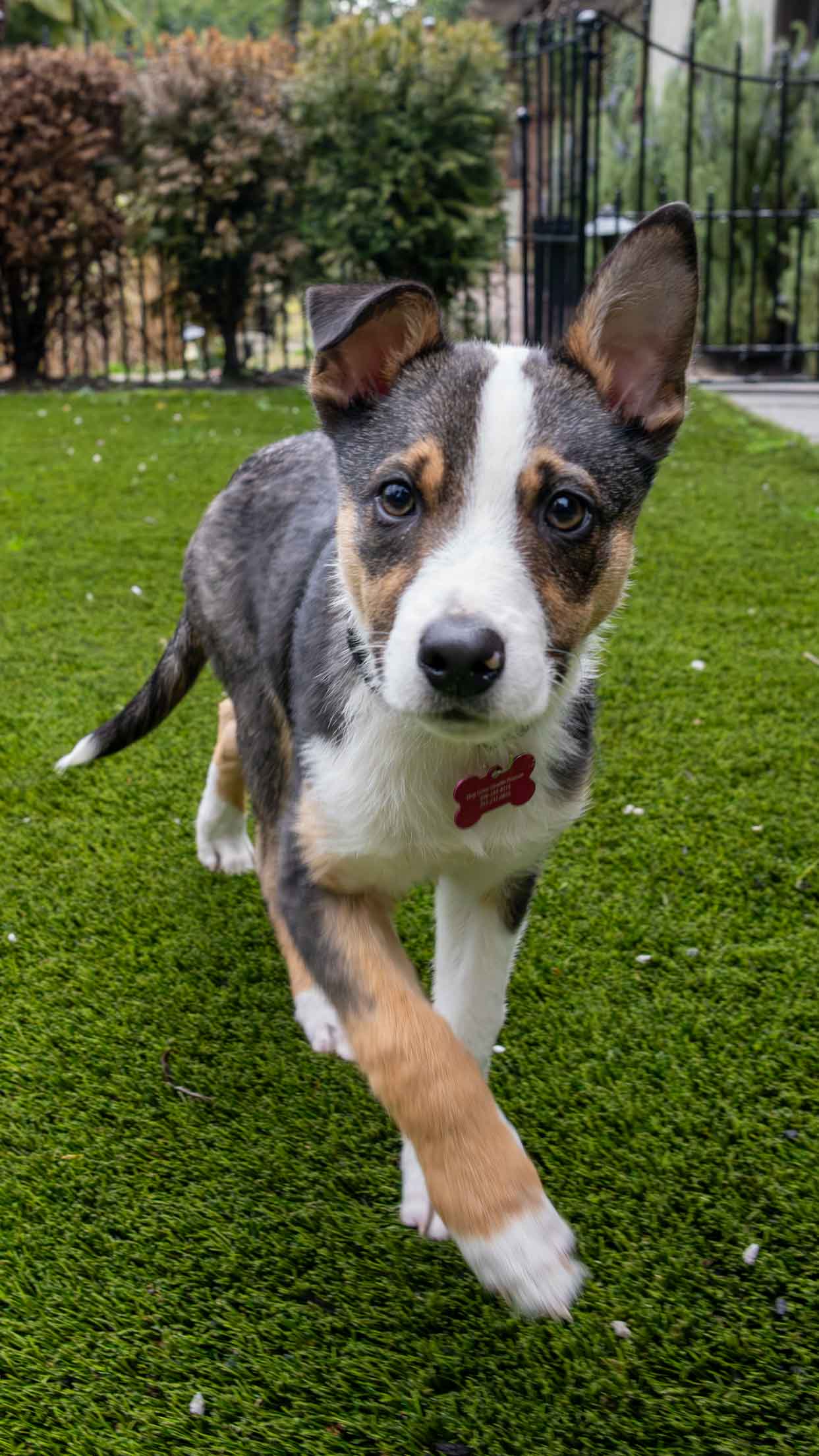 Australian Shepherd