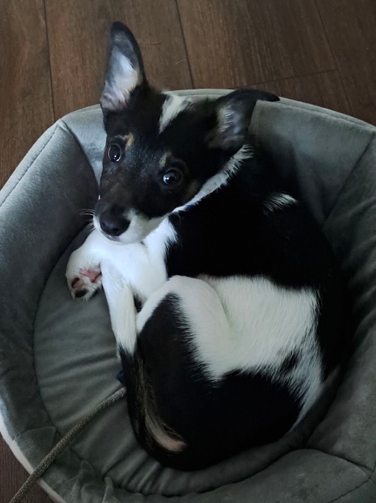 Bianca Image
