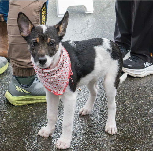 picture of the dog needing adoption