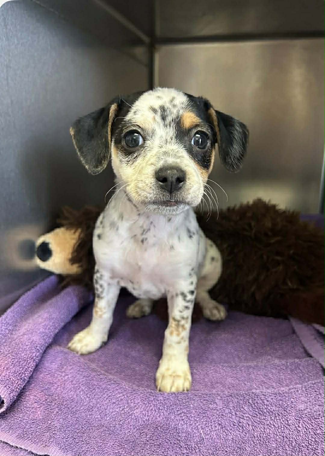 Lucy - Puppy Image