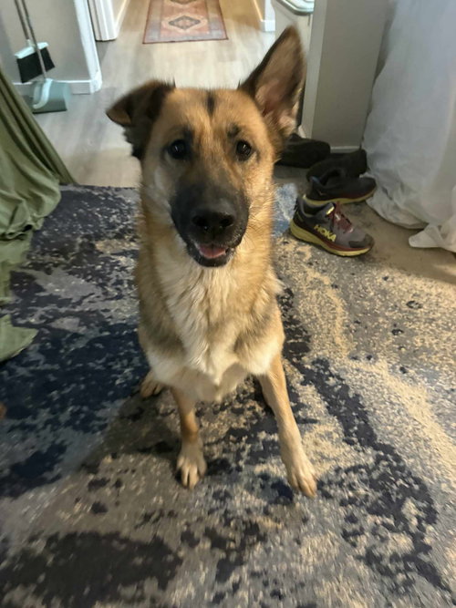 picture of the dog needing adoption