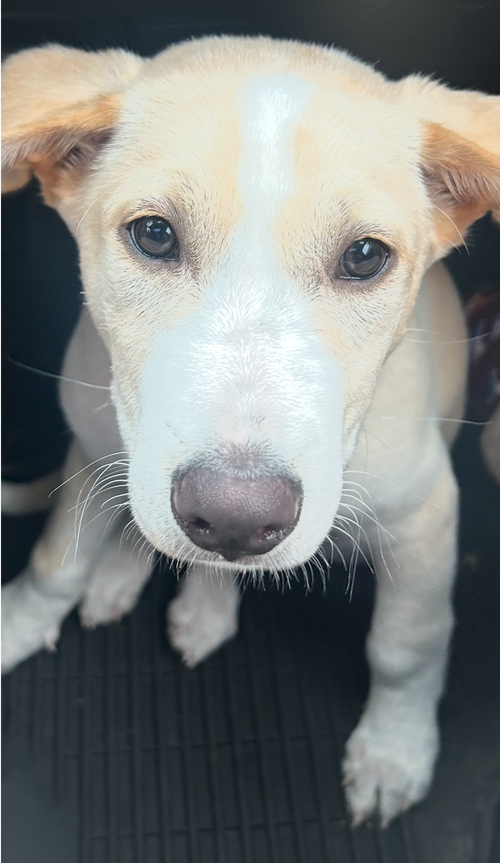 picture of the dog needing adoption