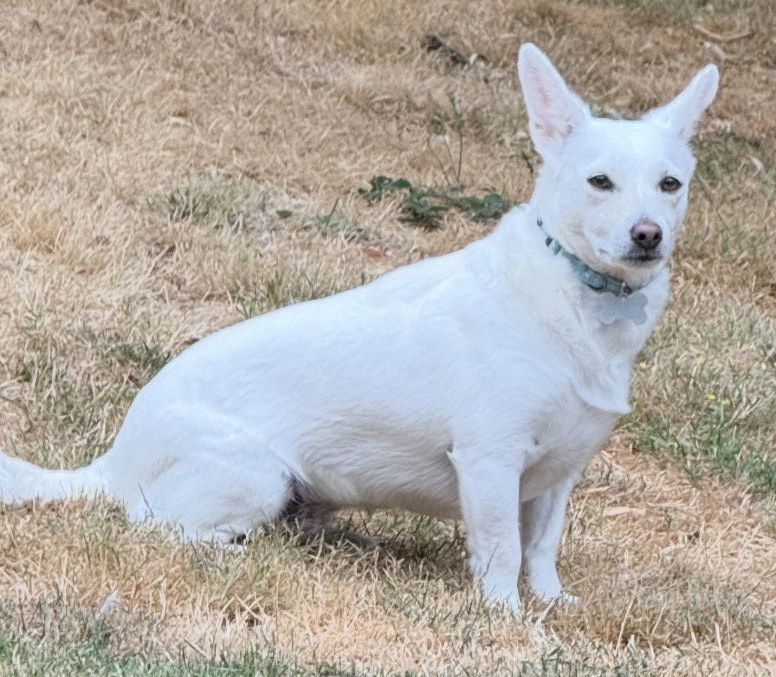 Pearl, photo 2