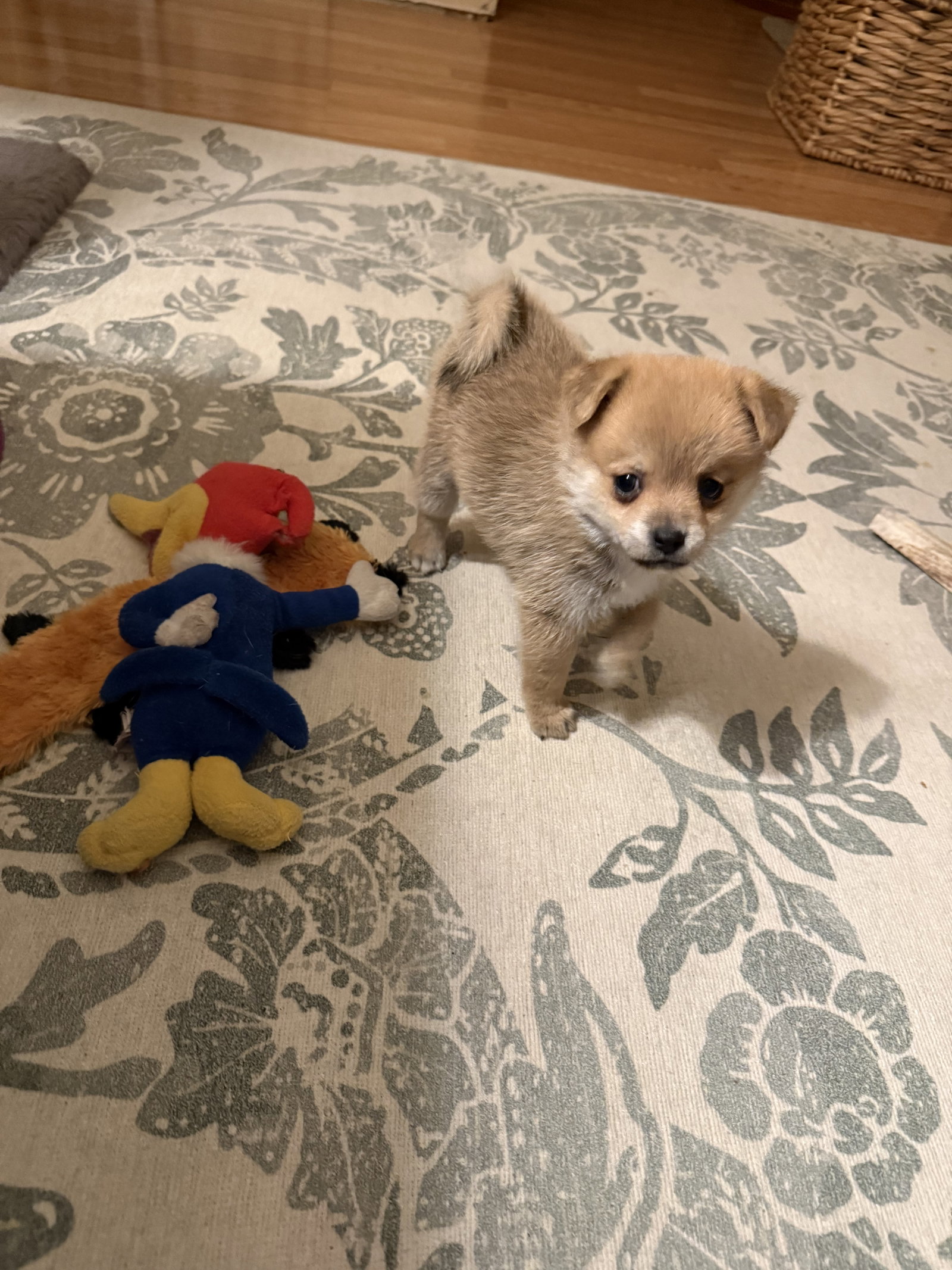 Chihuahua