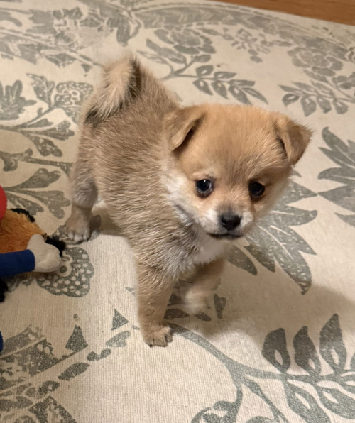 picture of the dog needing adoption