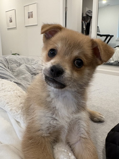 picture of the dog needing adoption