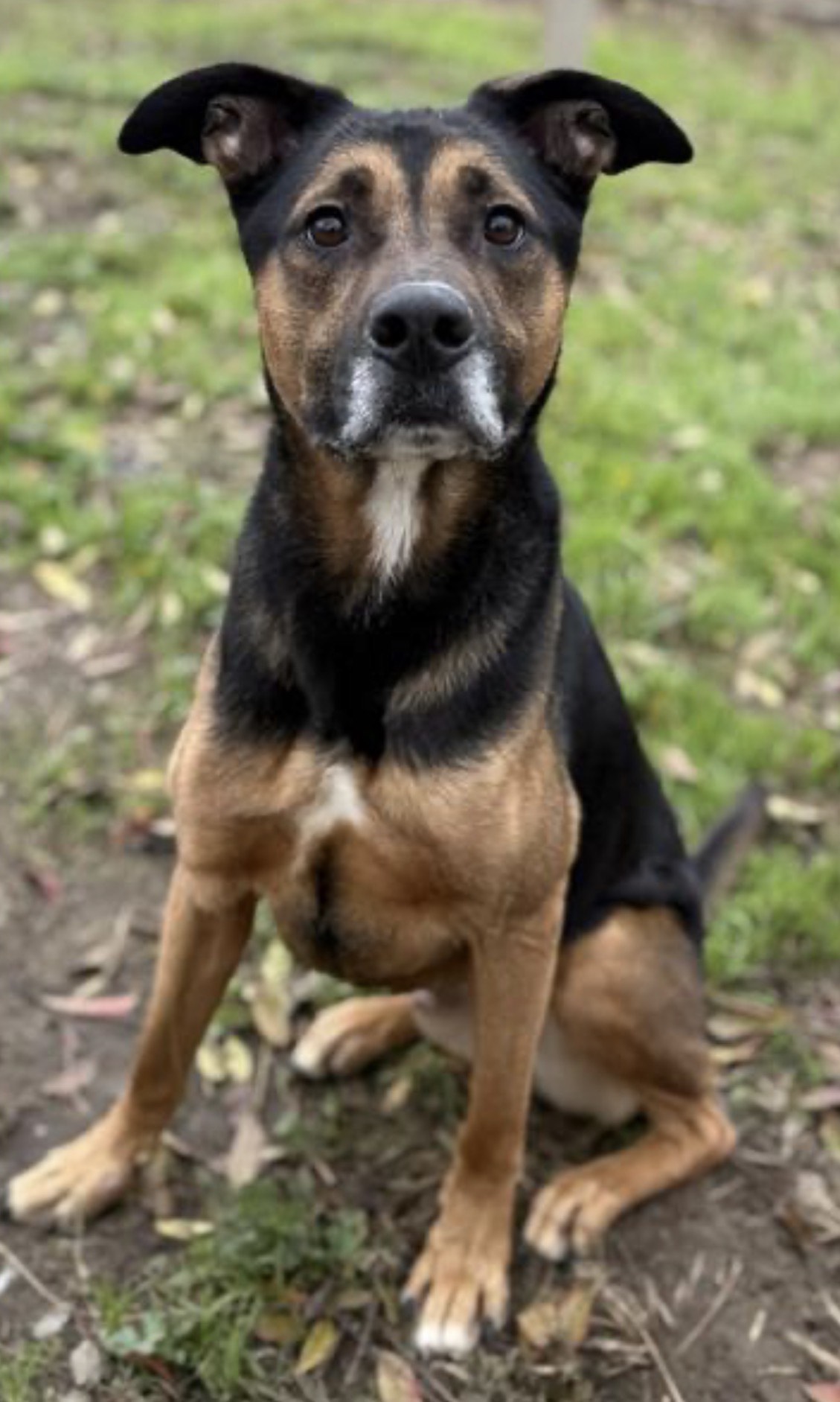 German Shepherd