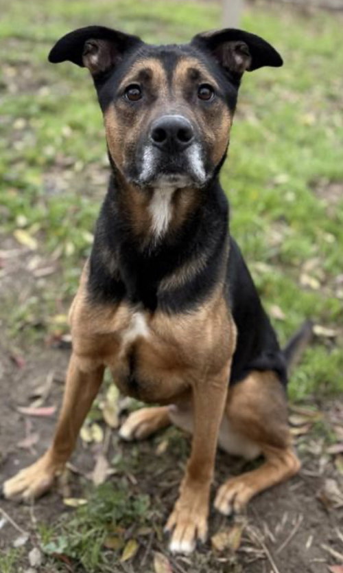 picture of the dog needing adoption
